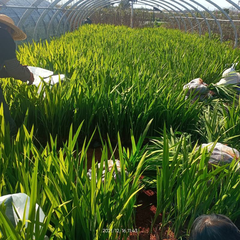 火星花苗圃常年供应各种规格火星花基地直供
