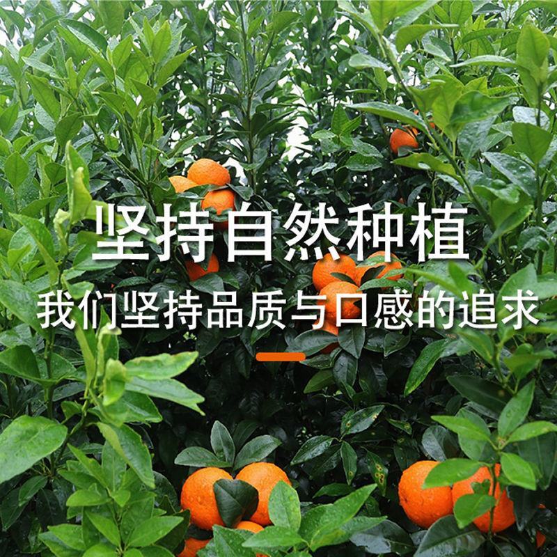 柑桔沃柑默科特皮薄肉厚入口即化一件代发10斤全国包邮