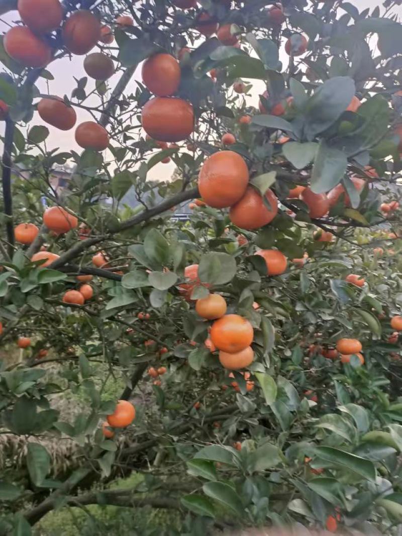 柑橘默科特柑橘（三月红）量大从优对接全国质量保证