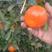 柑橘默科特柑橘（三月红）量大从优对接全国质量保证