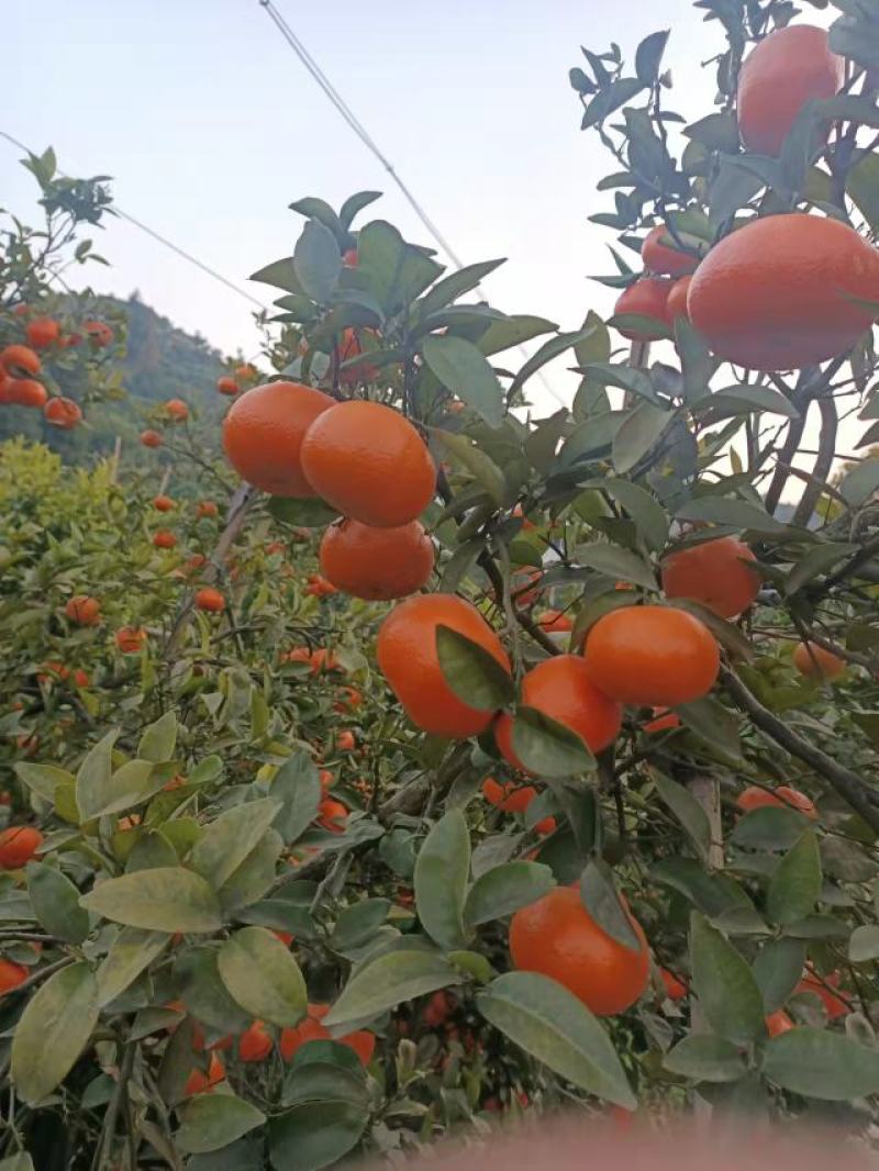 柑橘默科特柑橘（三月红）量大从优对接全国质量保证