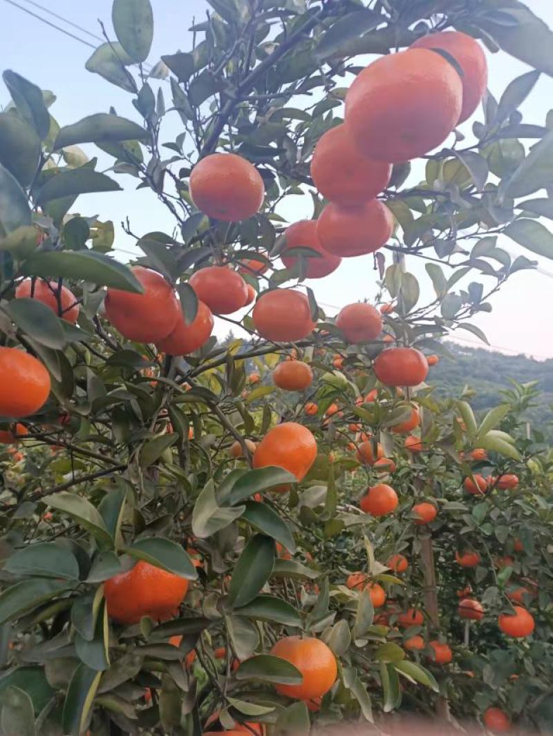 柑橘默科特柑橘（三月红）量大从优对接全国质量保证