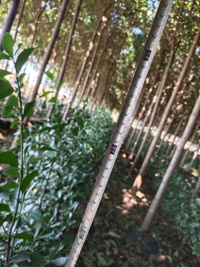 大叶黄杨