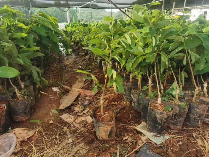 新品黄龙释迦嫁接苗霹雳果黄龙番荔枝树苗可盆栽地栽庭院种植