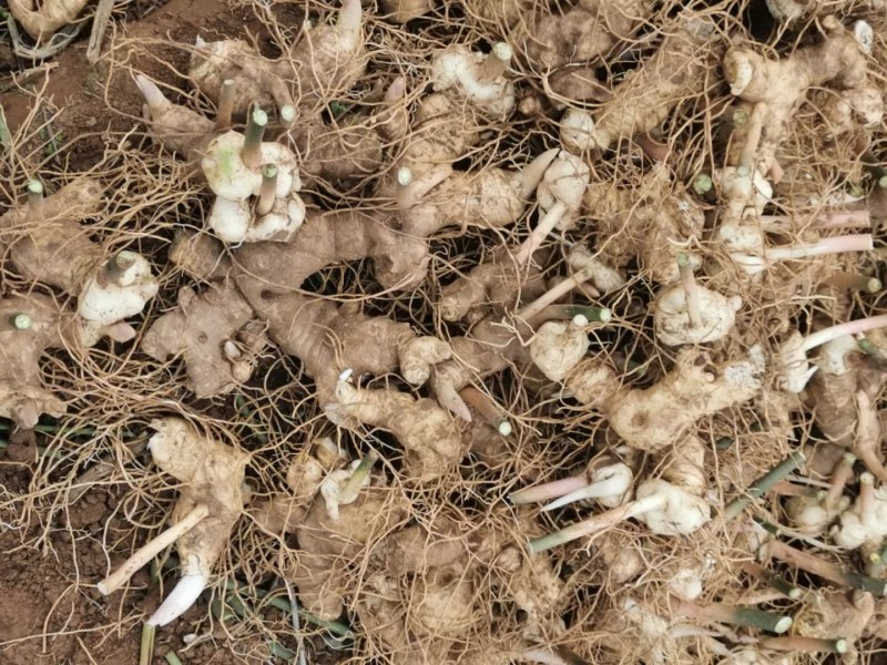 高杆大卷叶多花姜型不到苗黄精种芽，块头大，芽头多