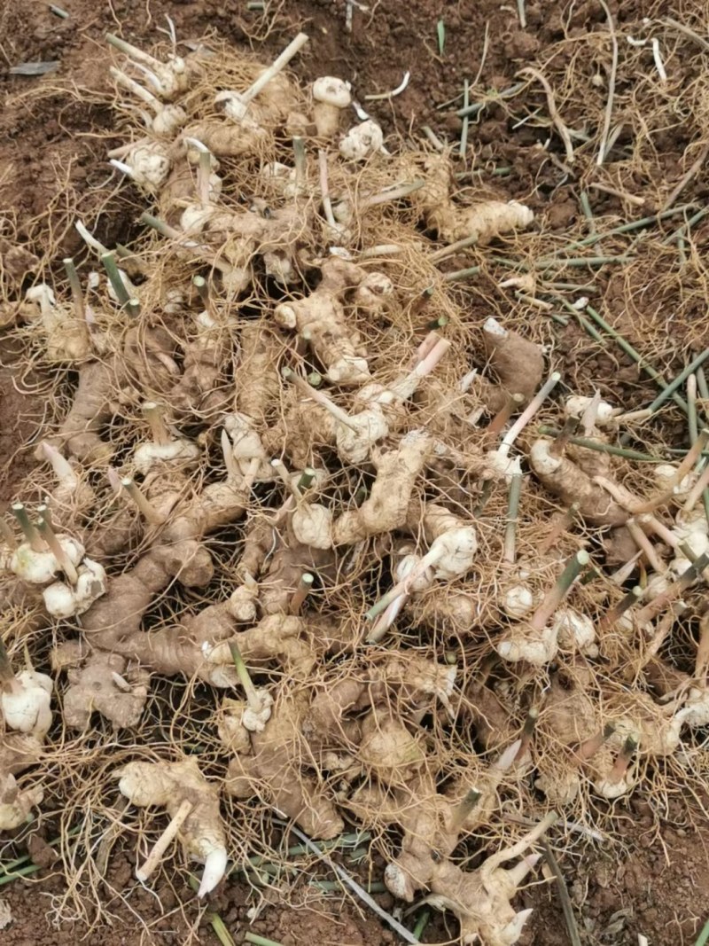 高杆大卷叶多花姜型不到苗黄精种芽，块头大，芽头多