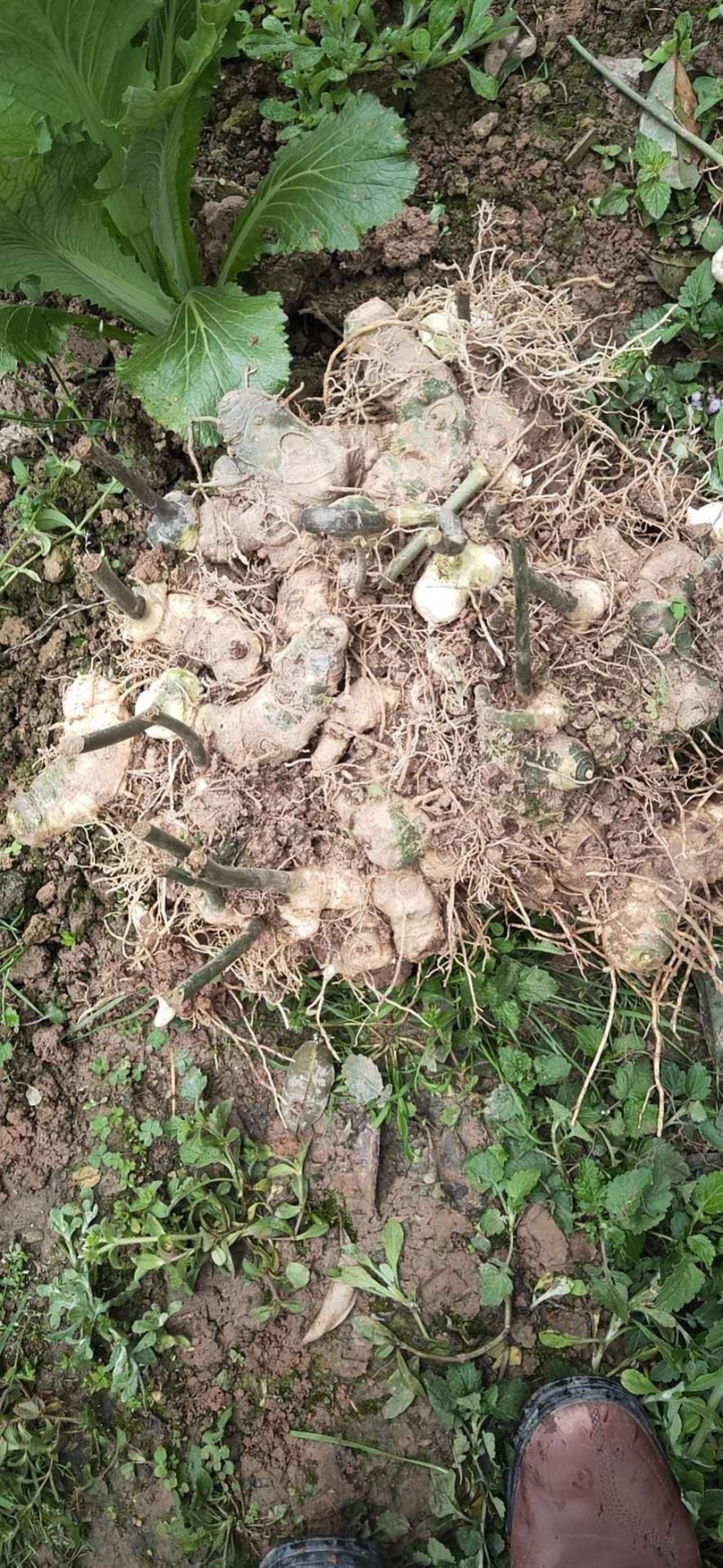 高杆大卷叶多花姜型不到苗黄精种芽，块头大，芽头多