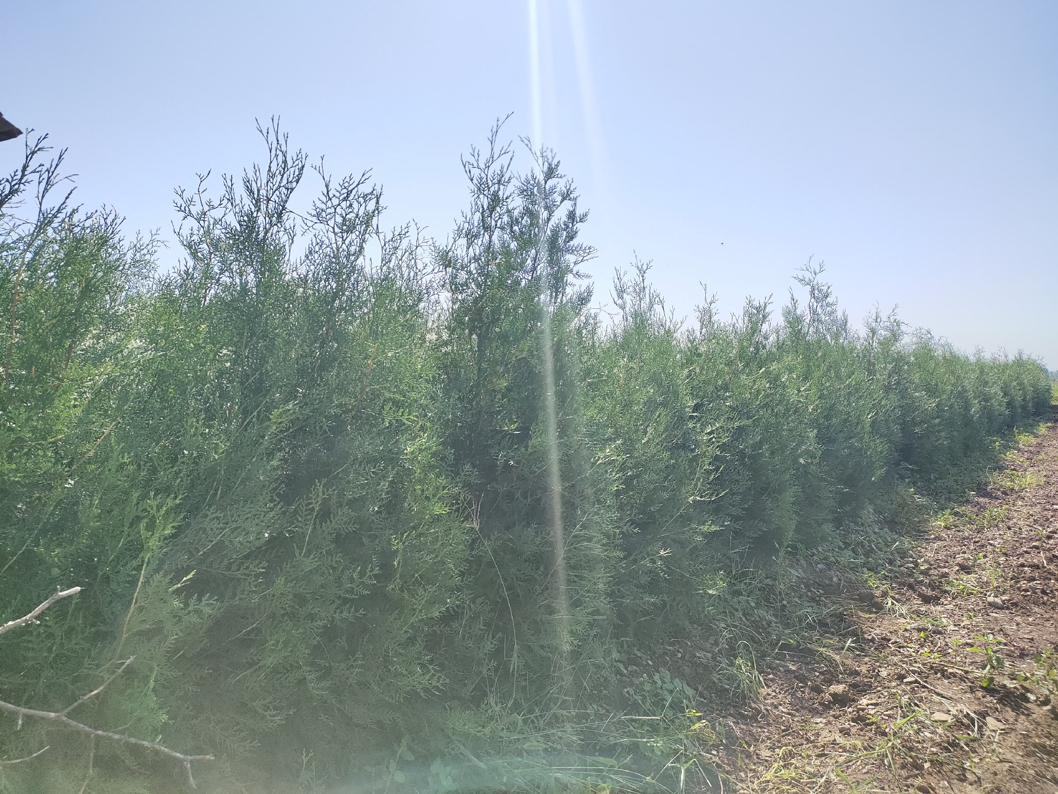 侧柏树在阳光下生长的自然景象