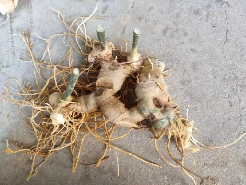 高杆大卷叶多花姜型不到苗黄精种芽，块头大，芽头多