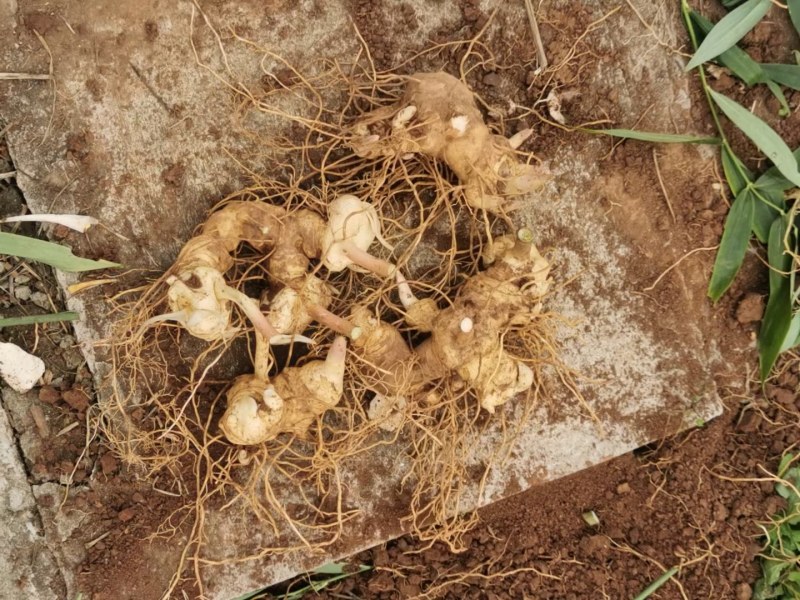 高杆大卷叶多花姜型不到苗黄精种芽，块头大，芽头多