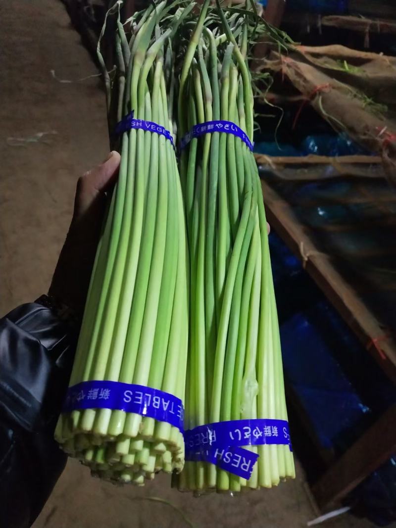 河南开封新鲜红帽蒜苔干苔大量出货中求合作