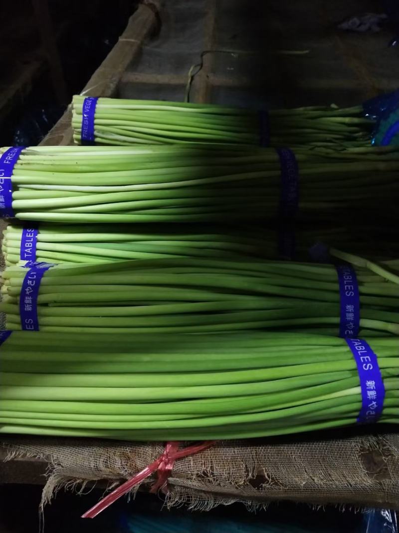 河南开封新鲜红帽蒜苔干苔大量出货中求合作