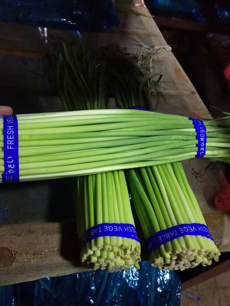 河南开封新鲜红帽蒜苔干苔大量出货中求合作