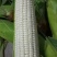 万糯2000玉米