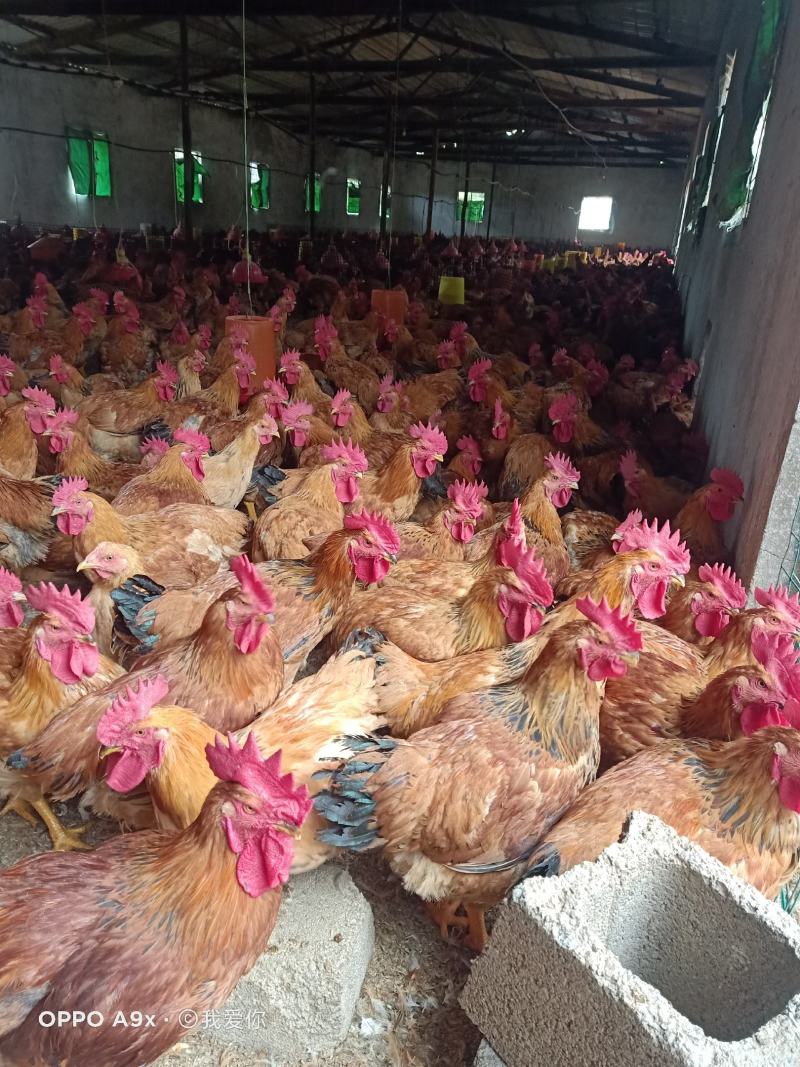 [精选]三散养三黄鸡活鸡品质保证支持视频看货