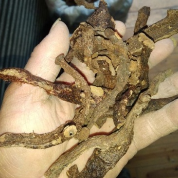 贵州铜仁生鲜骨碎补干品爬岩姜干货毛姜含量高产地直发