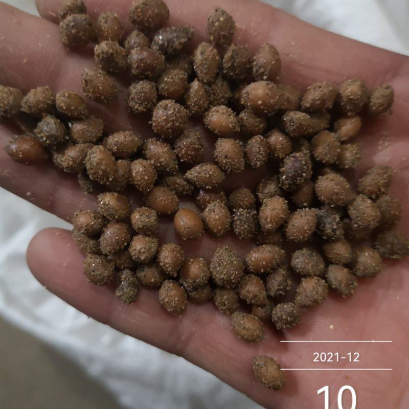 马哈利樱桃种子现货出售品种纯正根系发达嫁接品种大樱桃砧木