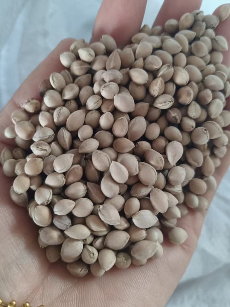 马哈利樱桃种子现货出售品种纯正根系发达嫁接品种大樱桃砧木