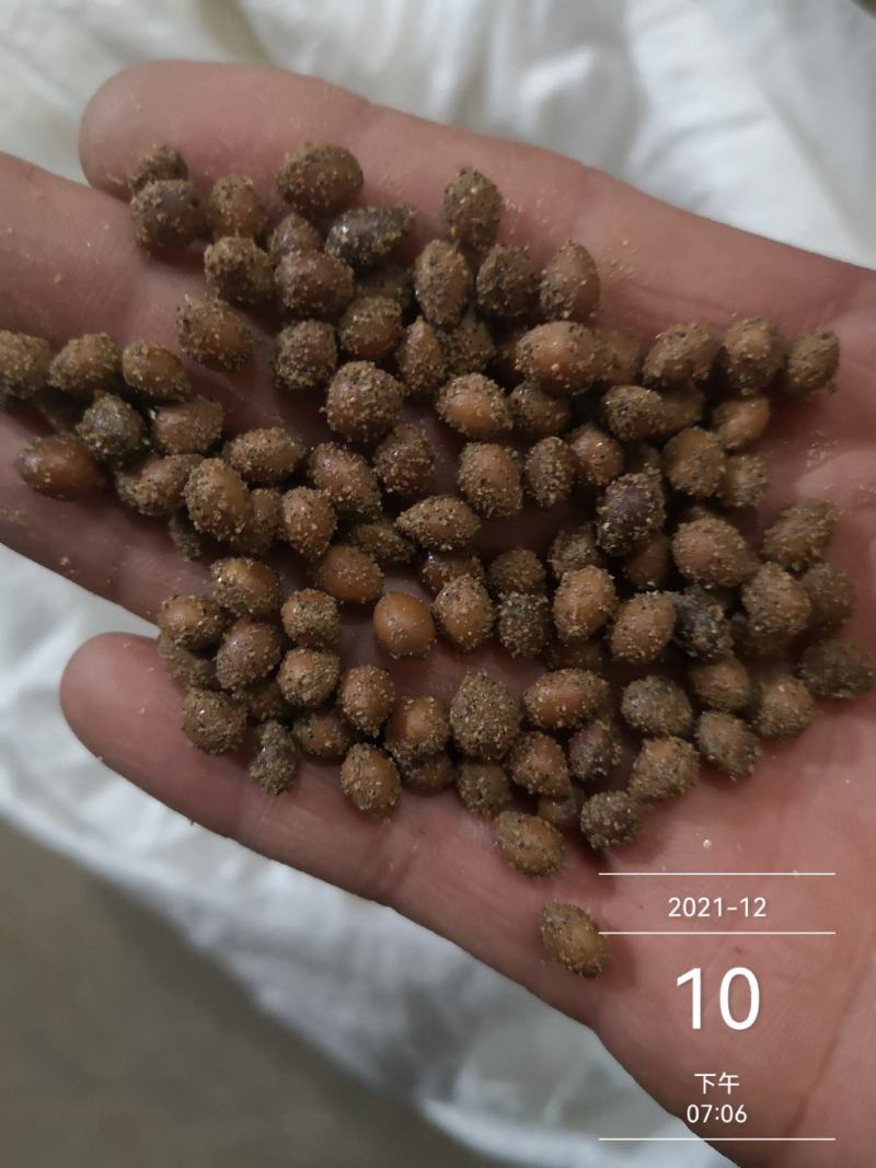 马哈利樱桃种子现货出售品种纯正根系发达嫁接品种大樱桃砧木