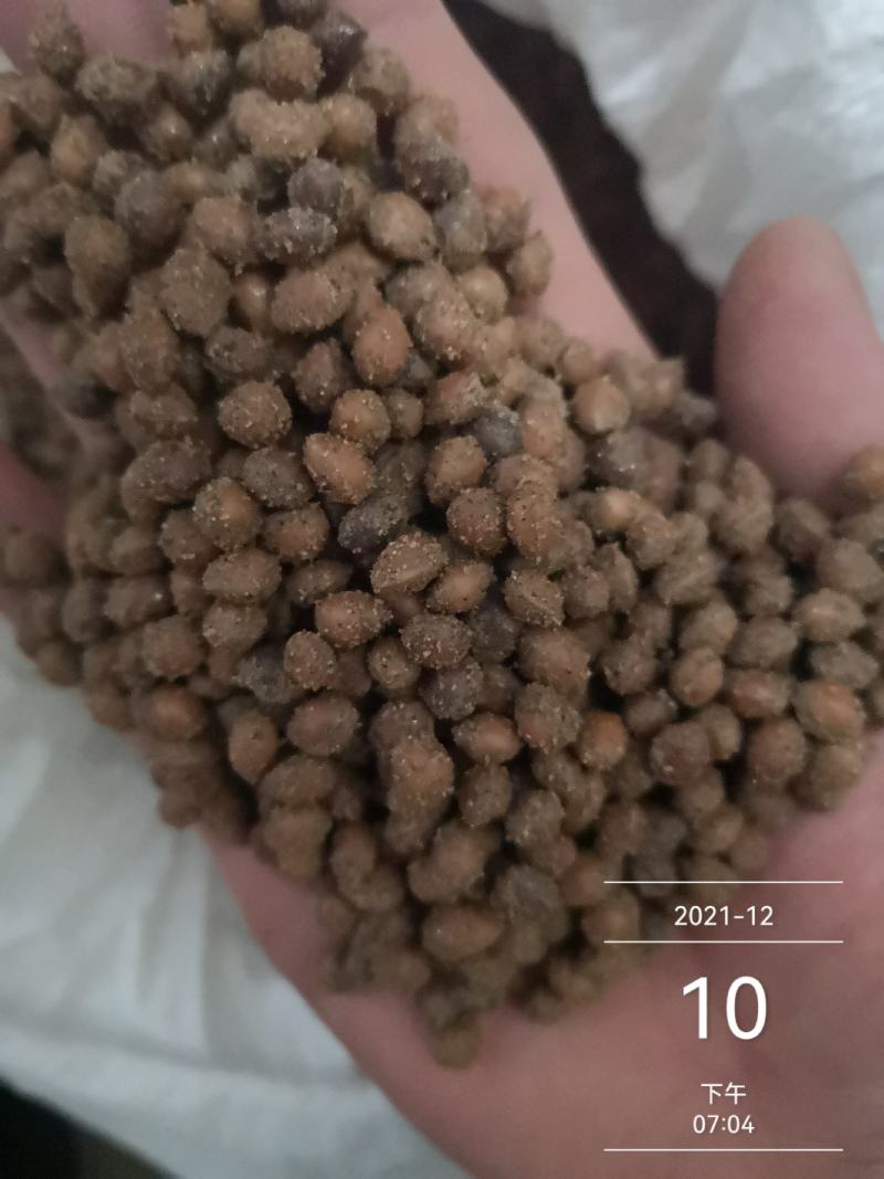 马哈利樱桃种子现货出售品种纯正根系发达嫁接品种大樱桃砧木