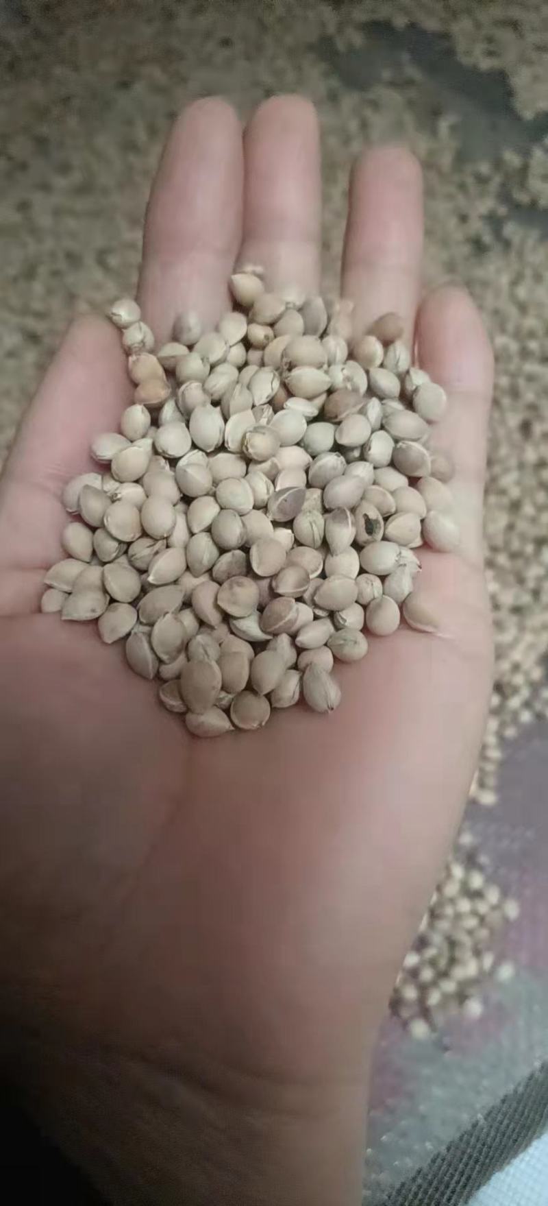 马哈利樱桃种子现货出售品种纯正根系发达嫁接品种大樱桃砧木
