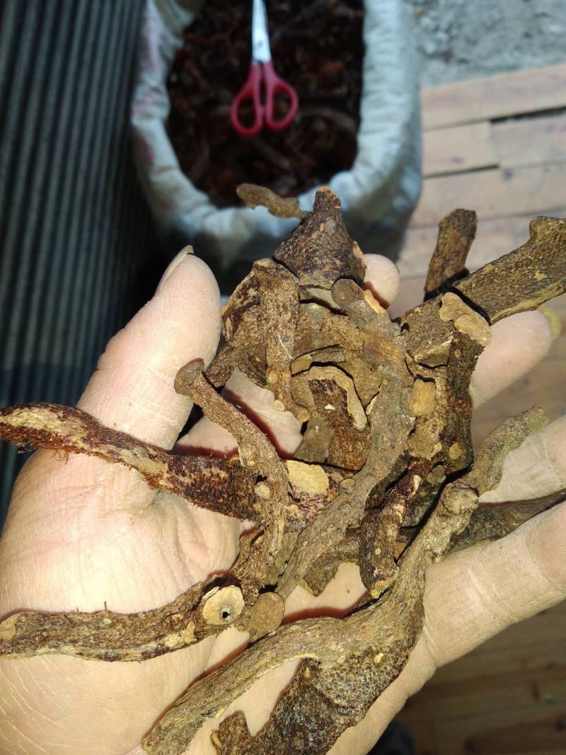 贵州铜仁生鲜骨碎补干品爬岩姜干货毛姜含量高产地直发