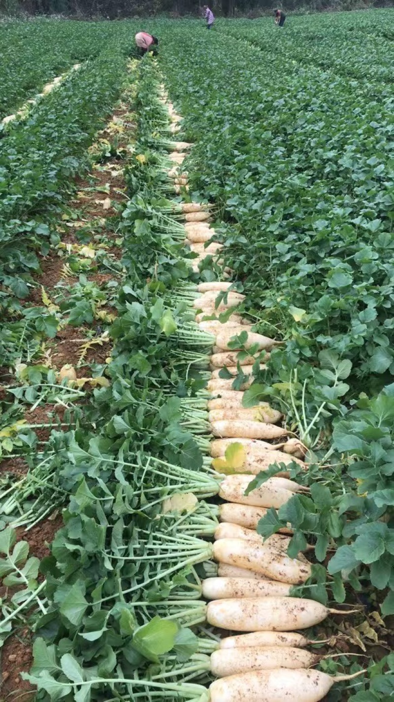 白萝卜，大小通货适合食堂，萝卜干厂用，电商平台等销售