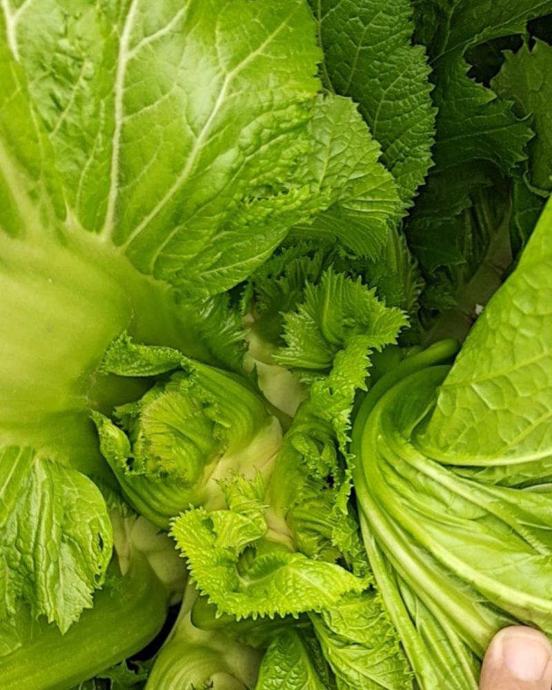 四川精品儿菜