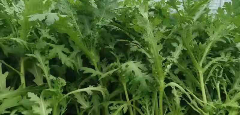 皇帝菜（蒿子杆）