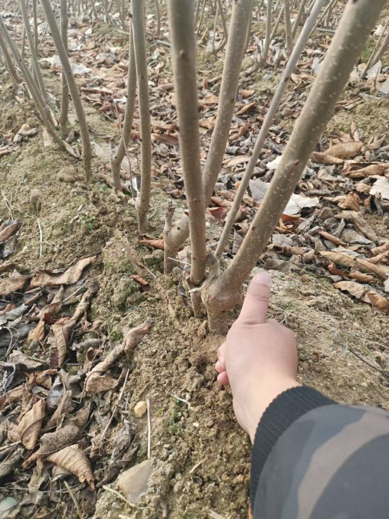 南方矮化车厘子樱桃苗，罗亚明，罗亚理，塔玛拉，齐早，辉煌