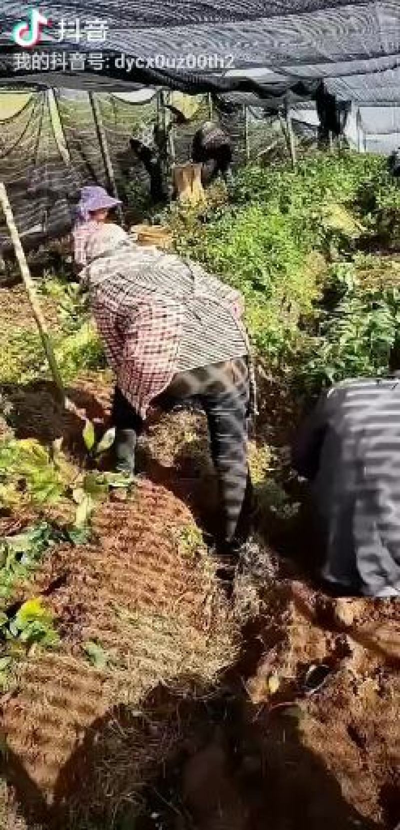 三七