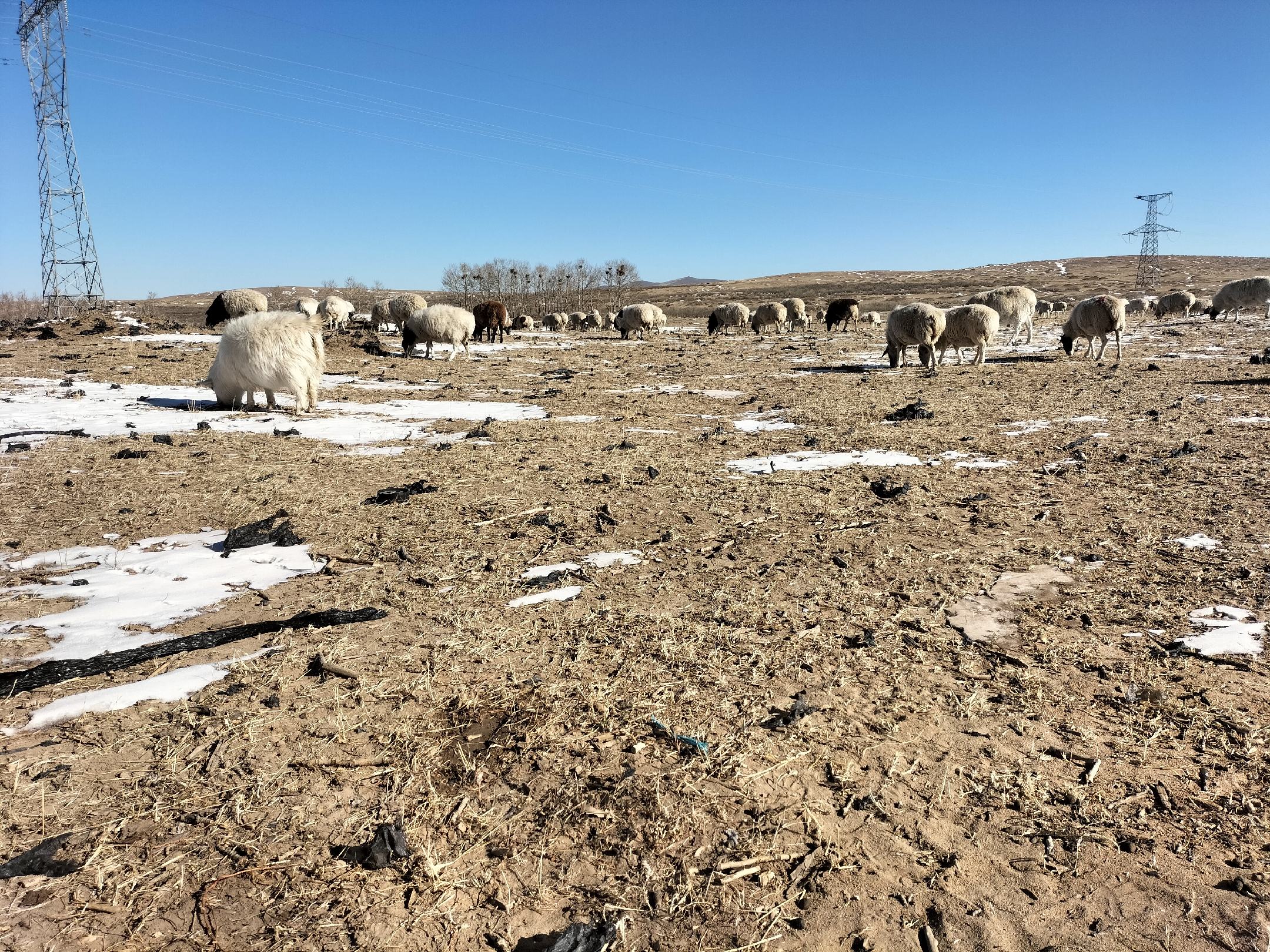 阿尔巴斯白绒山羊群在草原上放牧场景