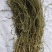 百蕊草干货中药材干净无杂质量大从优