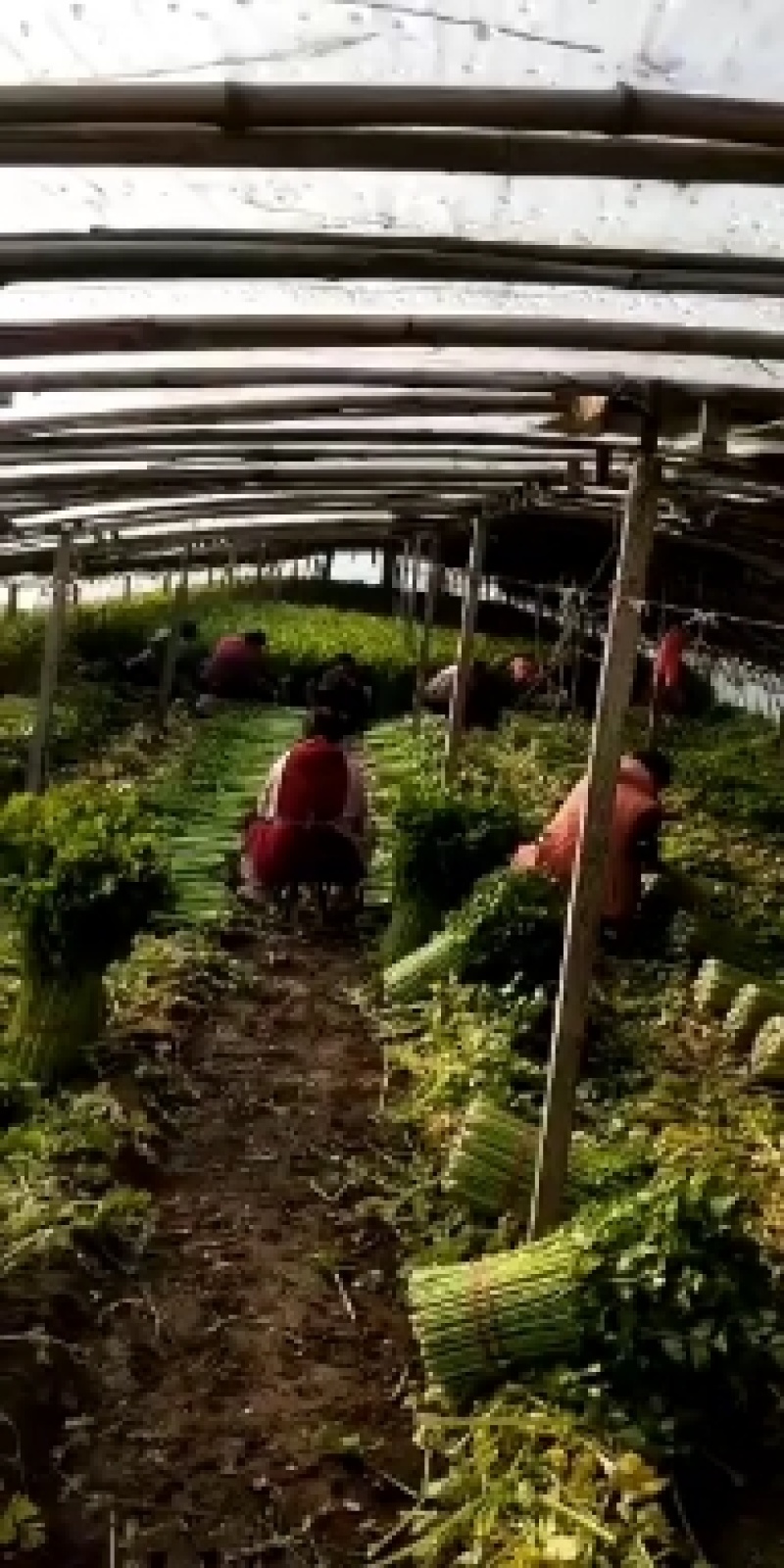 【精品芹菜】优质大棚芹菜基地，产地直供，一手货源