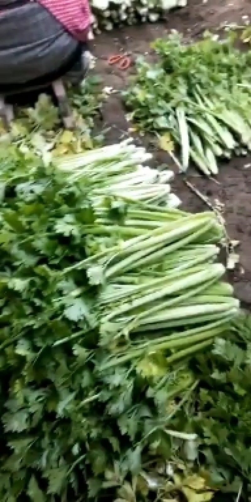 【精品芹菜】优质大棚芹菜基地，产地直供，一手货源