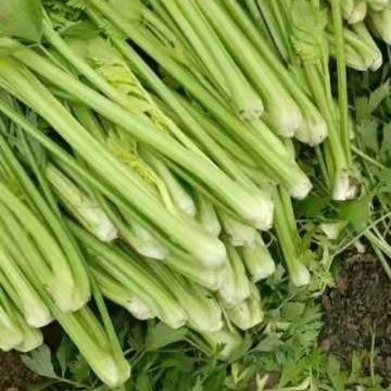 【精品芹菜】优质大棚芹菜基地，产地直供，一手货源