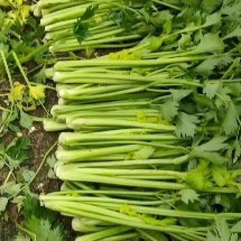 【精品芹菜】优质大棚芹菜基地，产地直供，一手货源