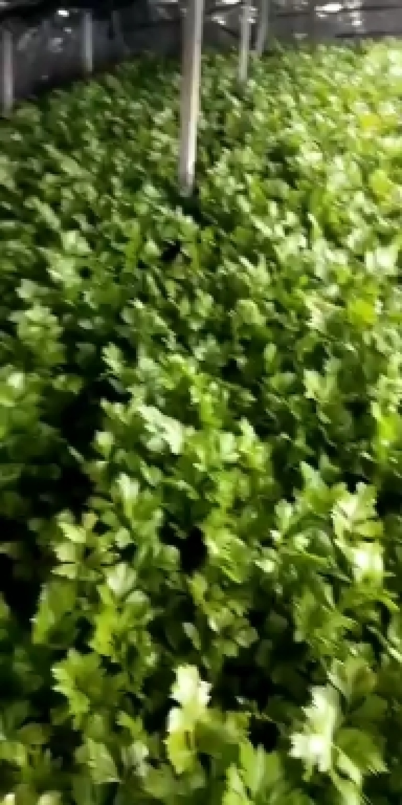 【精品芹菜】优质大棚芹菜基地，产地直供，一手货源