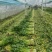 【精品芹菜】优质大棚芹菜基地，产地直供，一手货源