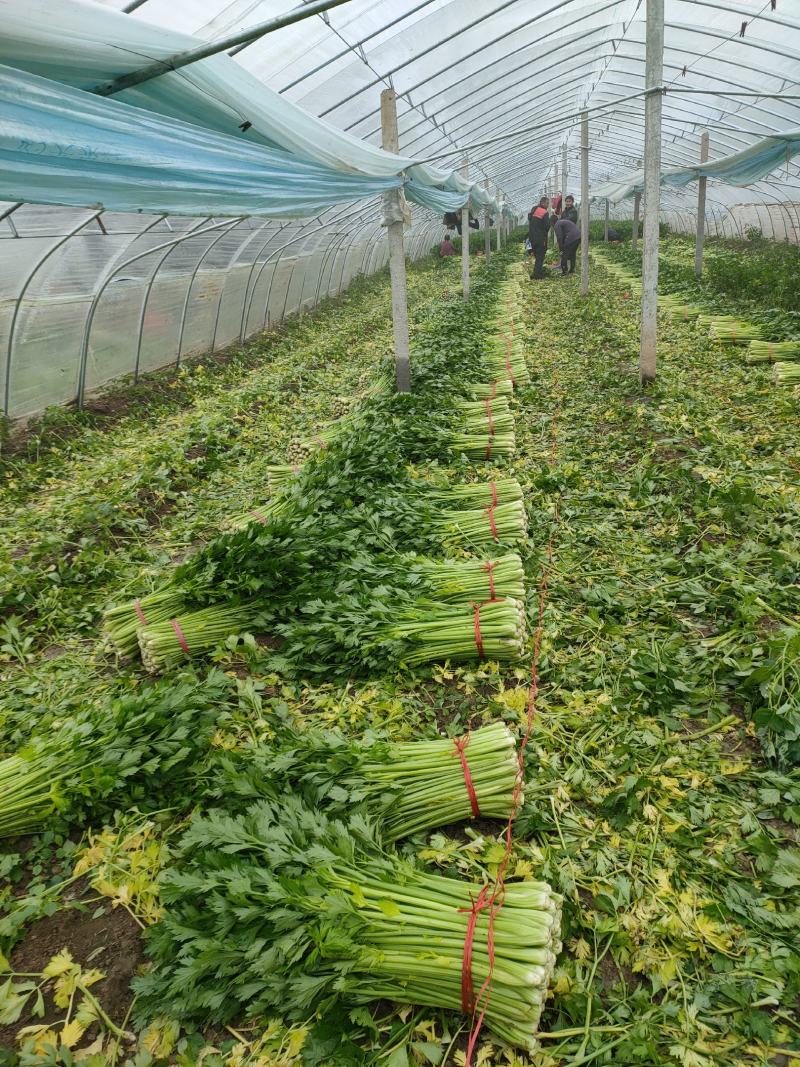 【精品芹菜】优质大棚芹菜基地，产地直供，一手货源