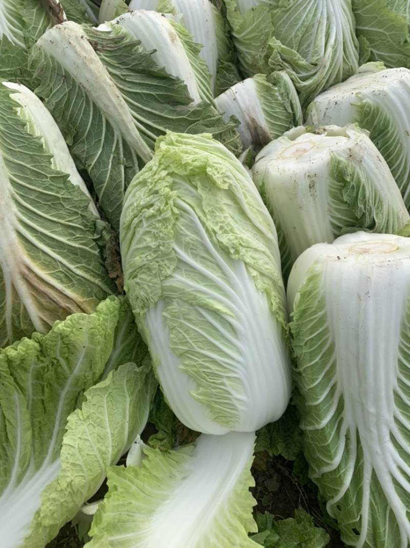 【精品黄心菜】秋晓矮颗白菜大量供应中需要联系包质量