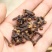丁香卤肉调料香料大全批粉发山奈公丁香钓鱼花茶泡水