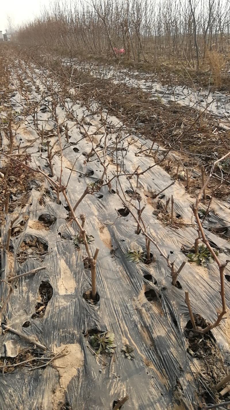 葡萄苗阳光玫瑰夏黑巨峰蓝宝石占地葡萄树