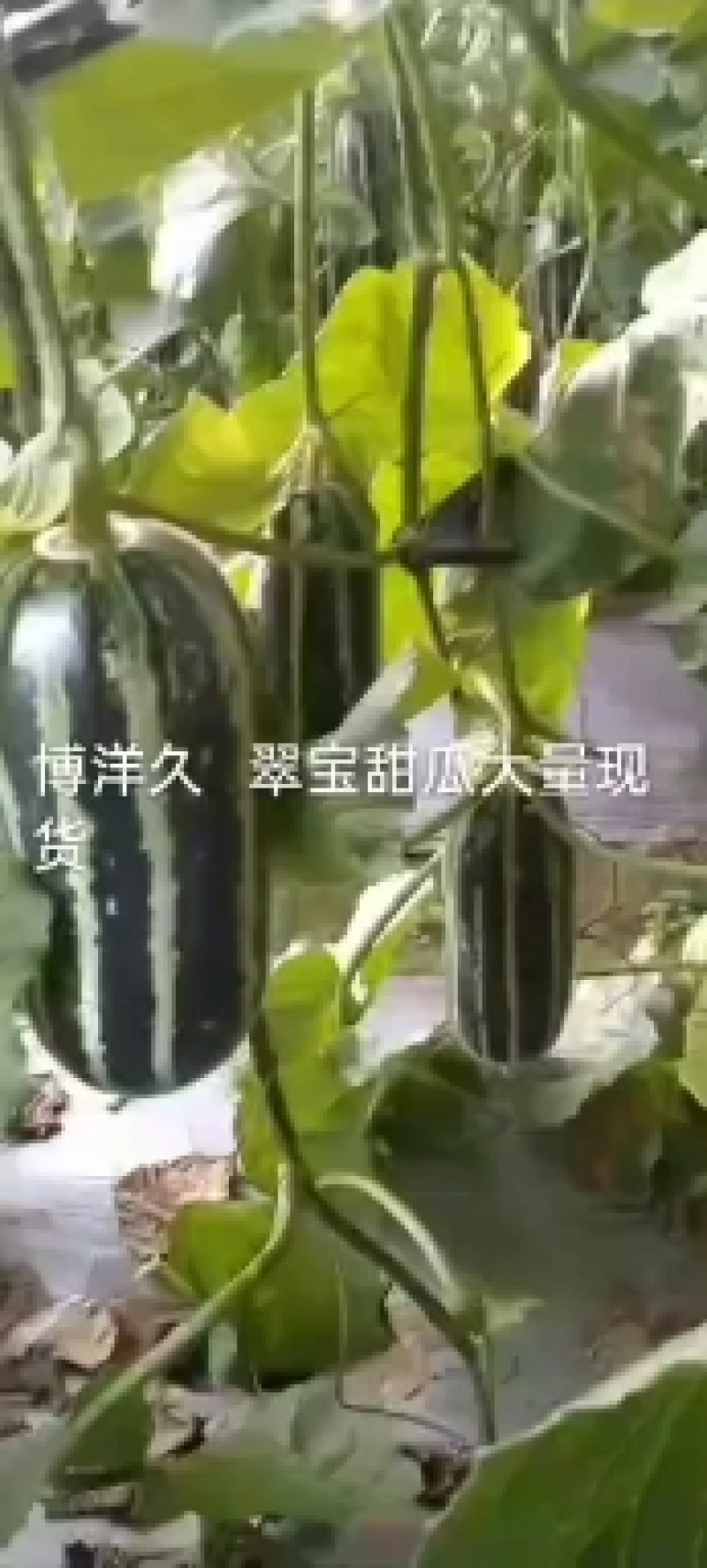 北镇特产绿宝香瓜口感好