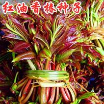 红油香椿种子红油香椿芽苗菜种子速生红香椿树四季易种蔬菜