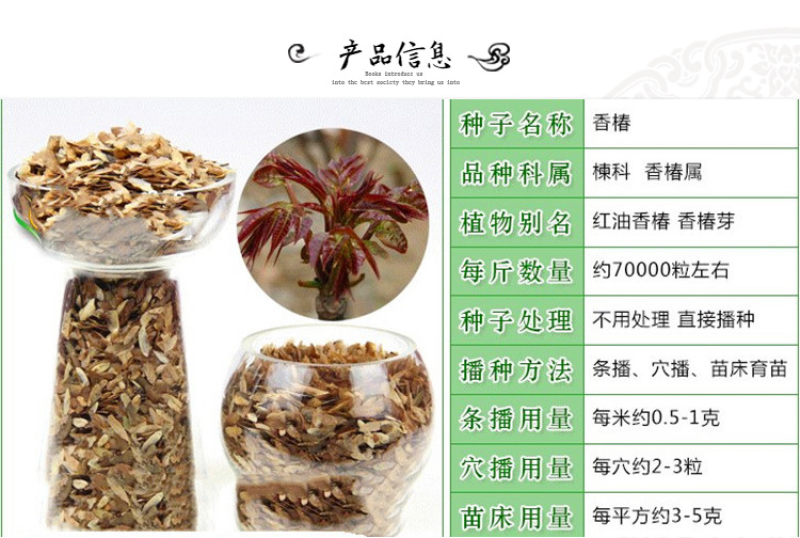 红油香椿种子红油香椿芽苗菜种子速生红香椿树四季易种蔬菜