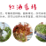 红油香椿种子红油香椿芽苗菜种子速生红香椿树四季易种蔬菜
