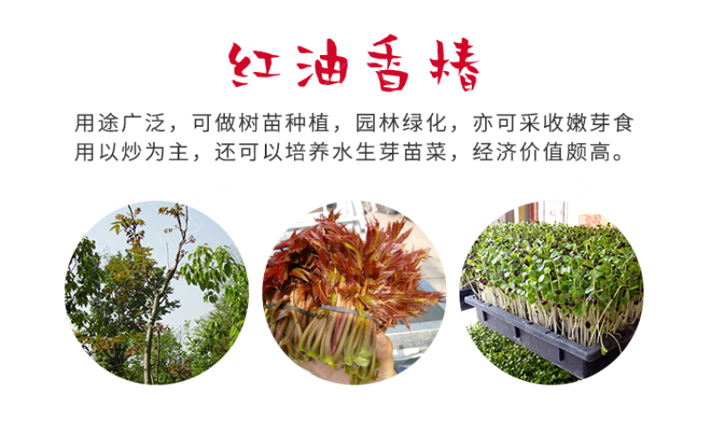 红油香椿种子红油香椿芽苗菜种子速生红香椿树四季易种蔬菜