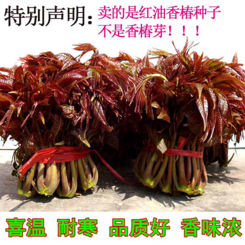 红油香椿种子红油香椿芽苗菜种子速生红香椿树四季易种蔬菜