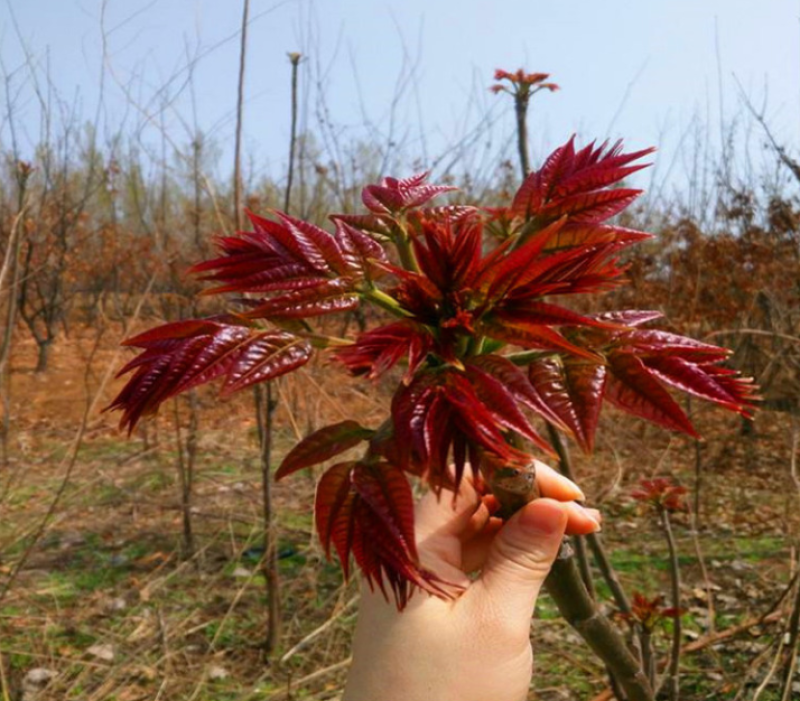 红油香椿种子红油香椿芽苗菜种子速生红香椿树四季易种蔬菜